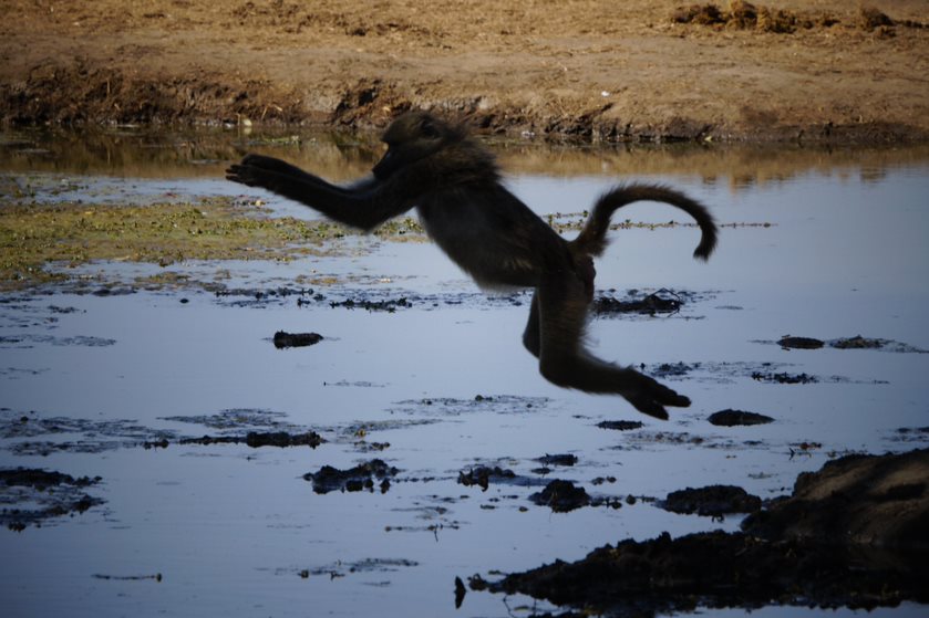 A happy baboon jumping water