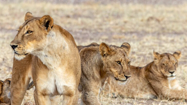 3 lions seen during a photographic safari in Botswana