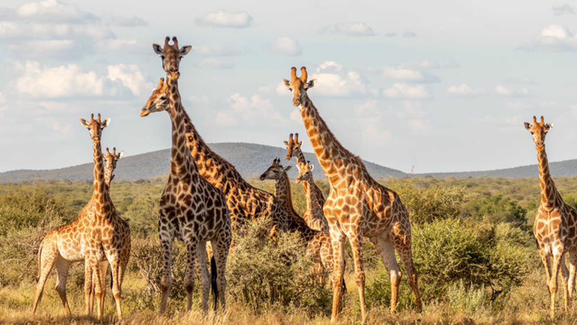 giraffes seen during a photographic safari in Botswana