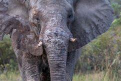Elephant in the Chobe National Park with mud over its tough skin