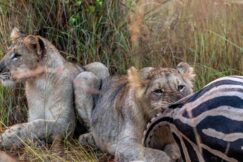 Young Lions male training to kill and playing with Zebra Meat