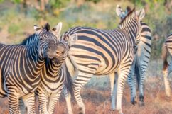 Zebra playing for the camera