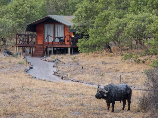 Buffalo standing near Savute camp lodge