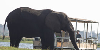 Elephant beside the Chobe River with safari boat in the background during a river cruise in Botswana