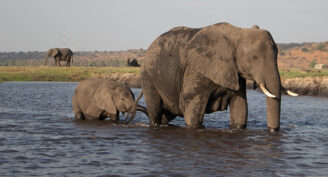 Mother elephant and calf crossing the Chobe River in Botswana